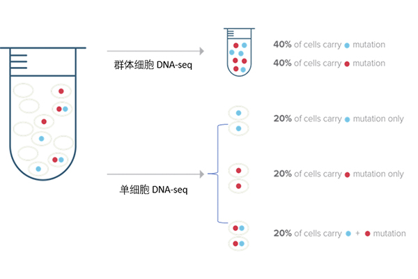 单细胞DNA-seq